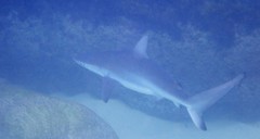 Carcharhinus obscurus