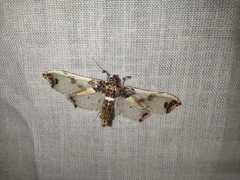 Neoleucinodes
