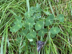 Euphorbia variabilis