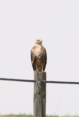 Buteo rufinus