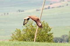 Buteo rufinus