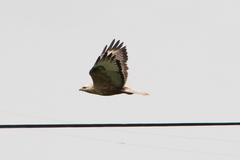 Buteo rufinus