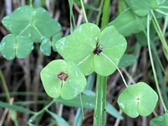 Euphorbia variabilis