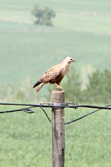 Buteo rufinus