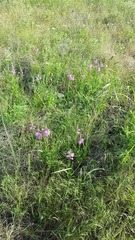 Physostegia angustifolia