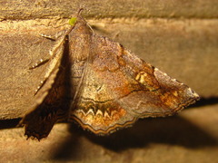 Pangrapta flavomacula