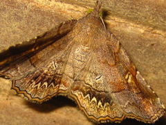 Pangrapta flavomacula