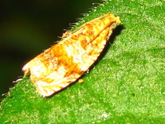 Celypha