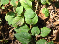 Lysimachia japonica