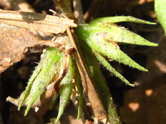 Lysimachia japonica