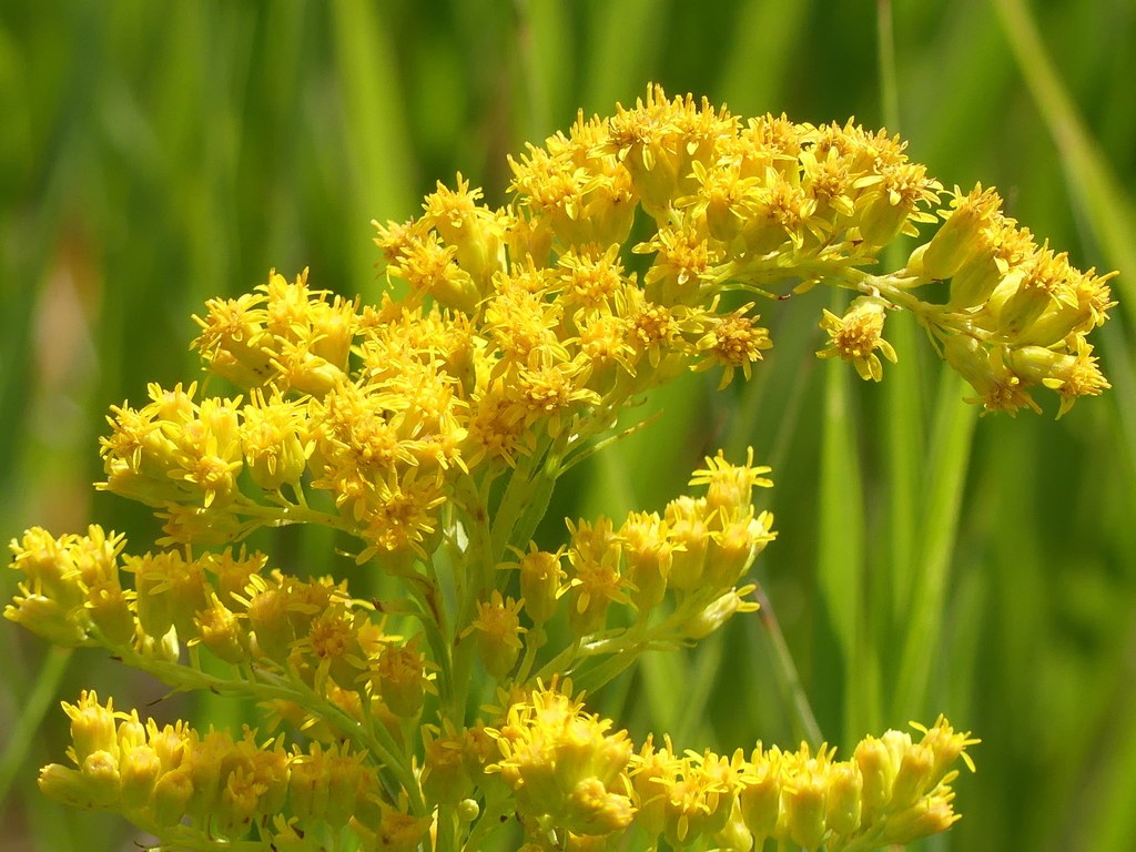 Missouri goldenrod from Roxborough Park, CO, USA on July 26, 2021 at 10 ...