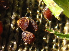 Lysimachia japonica