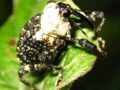 Eucryptorrhynchus brandti