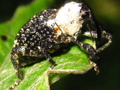 Eucryptorrhynchus brandti