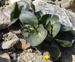 Senecio soldanella