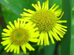 Pentanema britannica