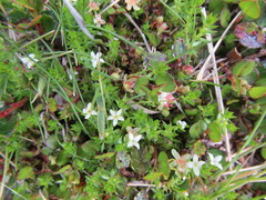 Galium perpusillum