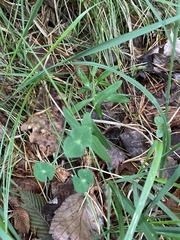 Euphorbia variabilis