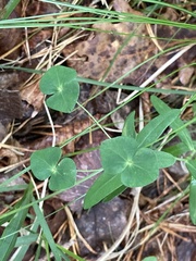 Euphorbia variabilis