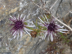 Gypothamnium pinifolium