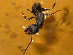 Ectomomyrmex javanus