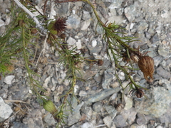 Gypothamnium pinifolium