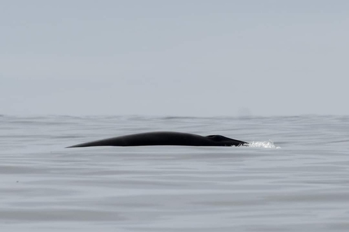 photo of Minke Whale (Balaenoptera acutorostrata)