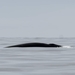 photo of Minke Whale (Balaenoptera acutorostrata)