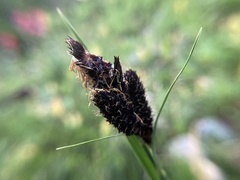 Carex paysonis