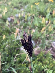 Carex paysonis