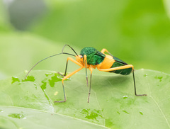 Paryphes