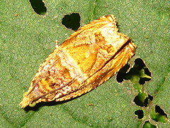 Celypha