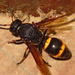 Orancistrocerus drewseni - Photo (c) onidiras-iNaturalist,  זכויות יוצרים חלקיות (CC BY-NC), הועלה על ידי onidiras-iNaturalist