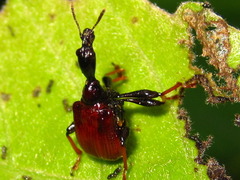 Paracycnotrachelus chinensis