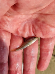 Menticirrhus