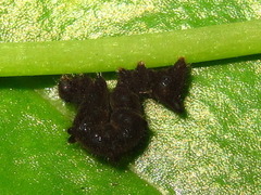 Lophoruza pulcherrima