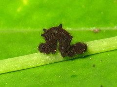 Lophoruza pulcherrima