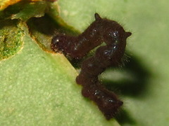 Lophoruza pulcherrima