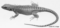 Liolaemus elongatus