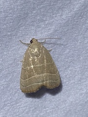 Bagisara rectifascia