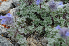 Nepeta longibracteata