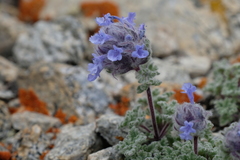 Nepeta longibracteata