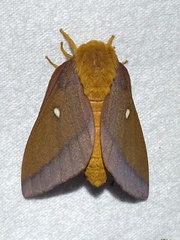 Anisota pellucida