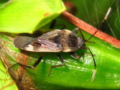 Panaorus albomaculatus
