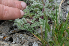 Nepeta longibracteata