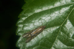 Macrostemum radiatum