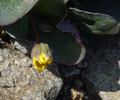 Senecio soldanella