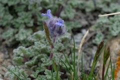 Nepeta longibracteata