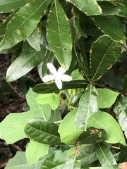 Cnidoscolus stimulosus image