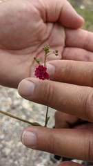 Boerhavia gracillima